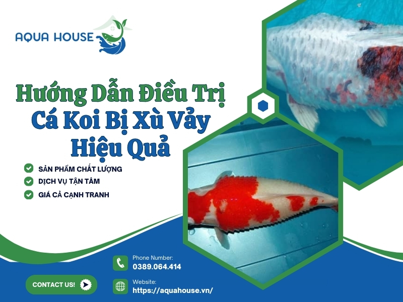 Cá koi bị xù vảy