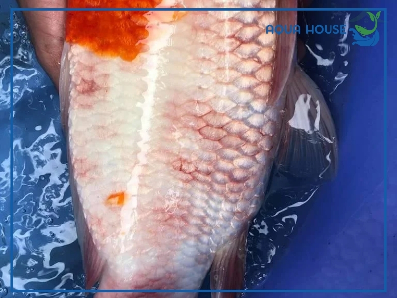 Cá Koi Bị Xuất Huyết: Nguyên Nhân Và Cách Điều Trị Dứt Điểm 35 Cách điều trị cá koi bị xuất huyết hiệu quả