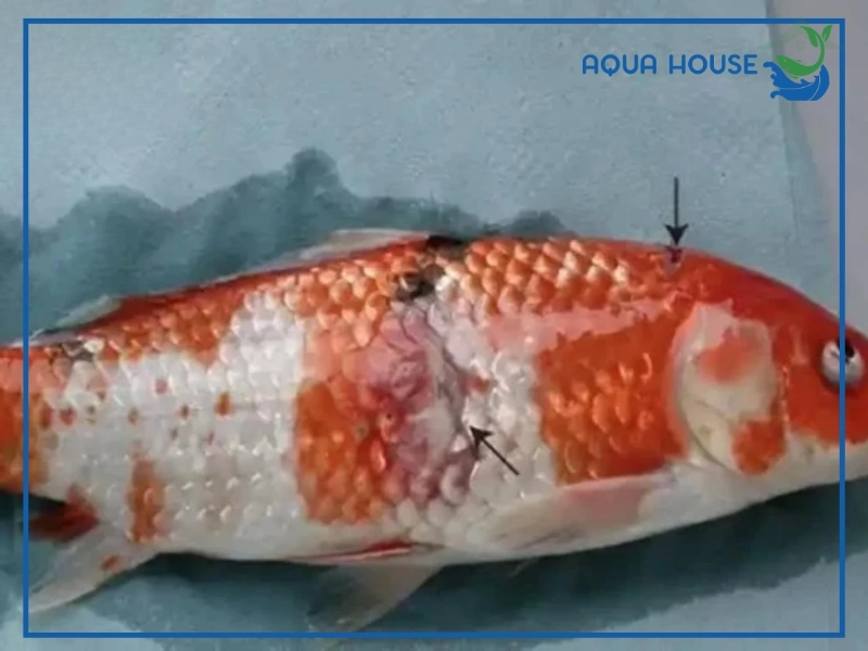 Cá Koi Bị Xuất Huyết: Nguyên Nhân Và Cách Điều Trị Dứt Điểm 33 Dấu hiệu nhận biết cá koi bị xuất huyết