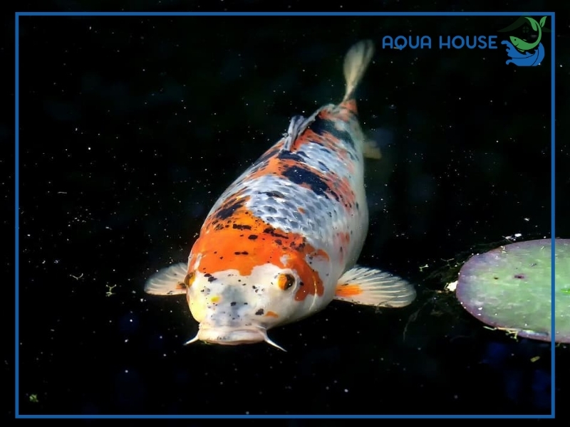 Cá Koi Bị Xuất Huyết: Nguyên Nhân Và Cách Điều Trị Dứt Điểm 34 Nguyên nhân cá koi bị xuất huyết