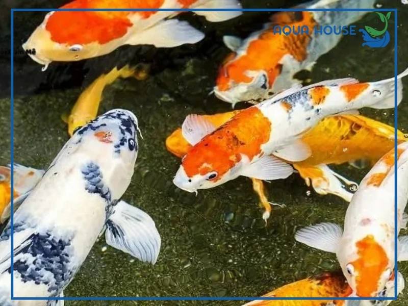 Cá Koi Bị Xuất Huyết: Nguyên Nhân Và Cách Điều Trị Dứt Điểm 36 Cách phòng bệnh xuất huyết cho cá koi