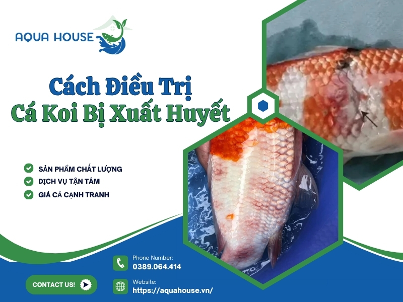 Cá koi bị xuất huyết