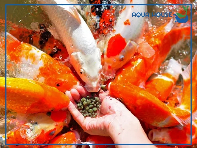 Cá Koi Cho Ăn Ngày Mấy Lần? Hướng Dẫn Cho Cá Ăn Koi Đúng Cách 34 Cách cho cá koi ăn đúng cách
