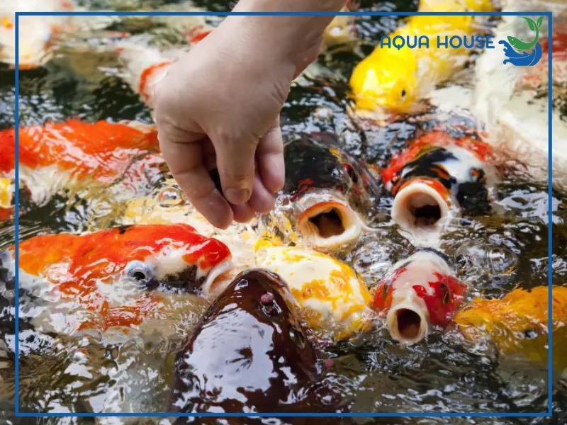 Cá Koi Cho Ăn Ngày Mấy Lần? Hướng Dẫn Cho Cá Ăn Koi Đúng Cách 33 Cá Koi cho ăn ngày mấy lần?