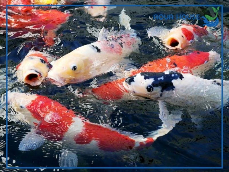 Cá Koi Cho Ăn Ngày Mấy Lần? Hướng Dẫn Cho Cá Ăn Koi Đúng Cách 35 Những lưu ý quan trọng khi cho cá koi ăn