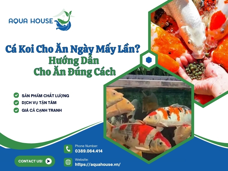 Cá koi cho ăn ngày mấy lần?