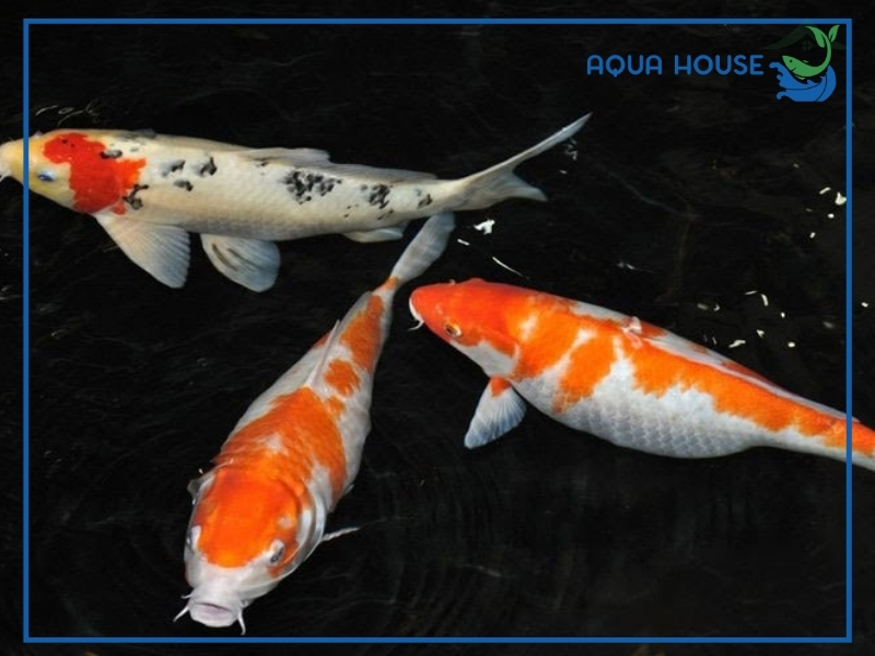 Cá Koi Có Đẻ Được Không? Điều Kiện Sinh Sản Và Cách Kích Thích Cá Koi Đẻ Hiệu Quả 33 Cá koi có đẻ được không?