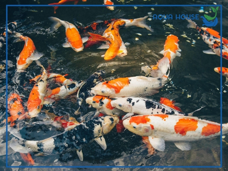 Cá Koi Có Đẻ Được Không? Điều Kiện Sinh Sản Và Cách Kích Thích Cá Koi Đẻ Hiệu Quả 35 Cá koi đẻ bao nhiêu trứng?