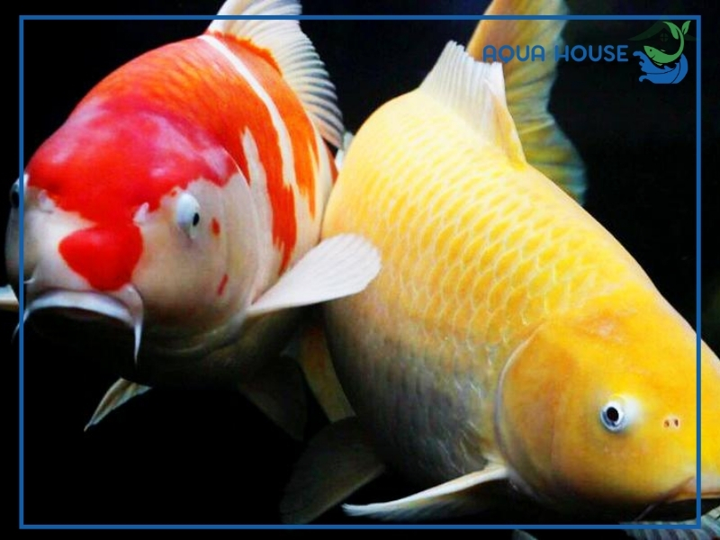 Cá Koi Có Đẻ Được Không? Điều Kiện Sinh Sản Và Cách Kích Thích Cá Koi Đẻ Hiệu Quả 34 Điều kiện để cá koi đẻ trong hồ nuôi