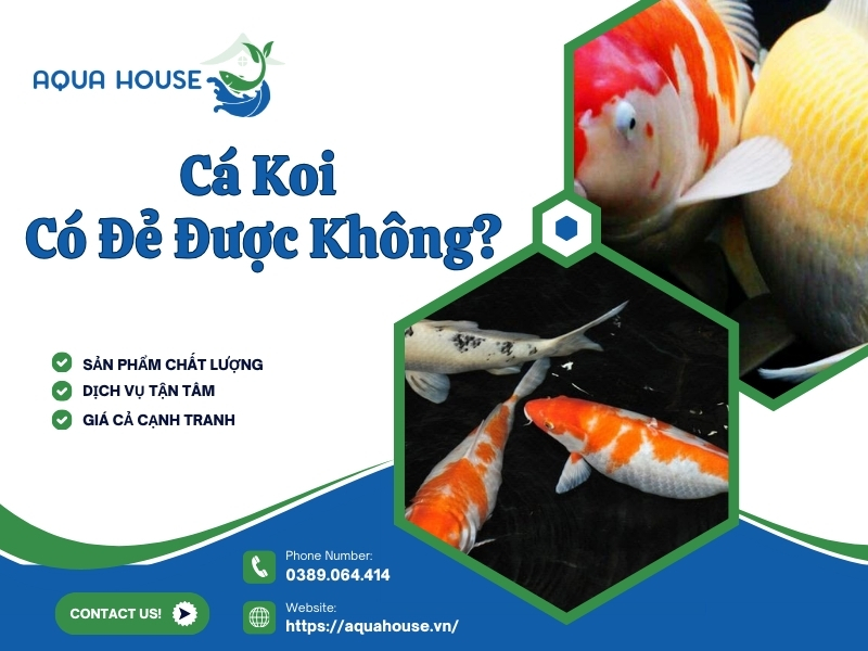 Cá Koi có đẻ được không?