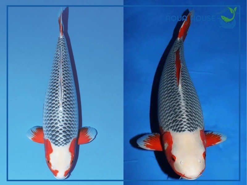 Cách nuôi cá koi Asagi khỏe mạnh