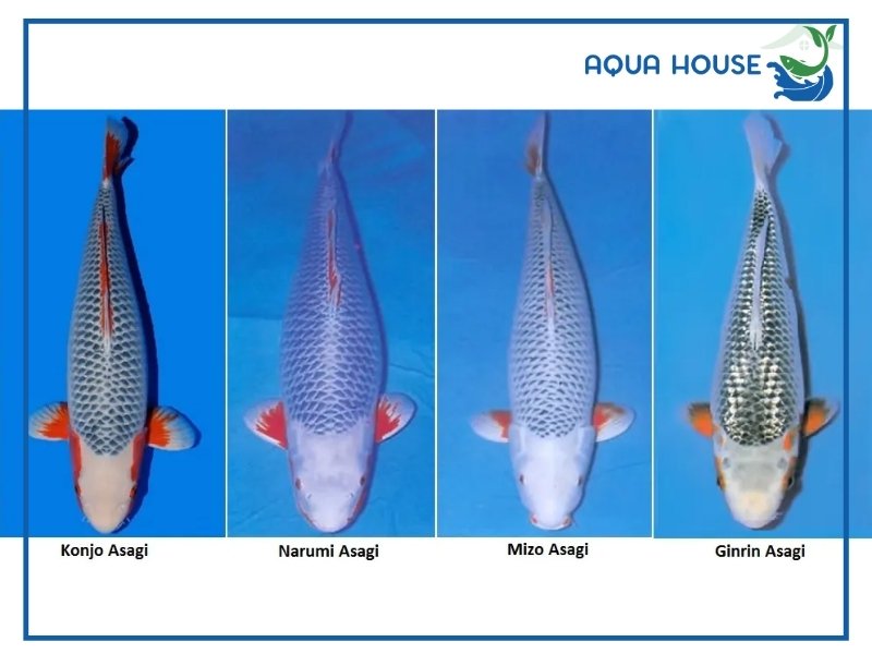 Đặc điểm nhận biết cá koi Asagi