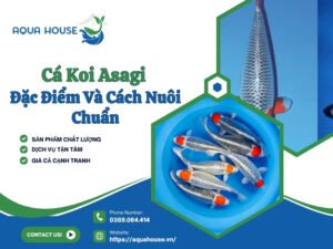 Cá Koi Asagi
