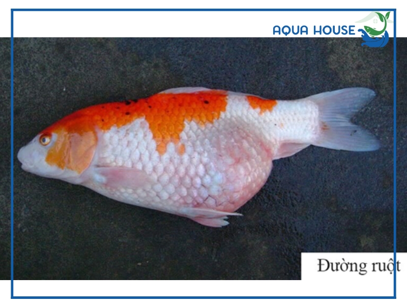 Cách điều trị cá koi bị bệnh đường ruột hiệu quả