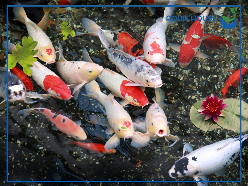 Cách phòng bệnh đường ruột cho cá koi