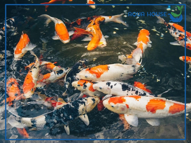 Nguyên nhân cá koi bị bệnh ngủ