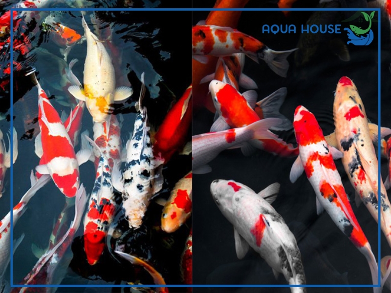 Dấu hiệu nhận biết cá koi bị bệnh ngủ