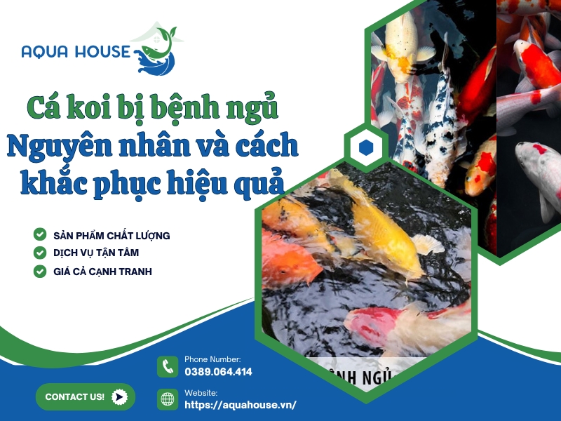 Cá koi bị bệnh ngủ