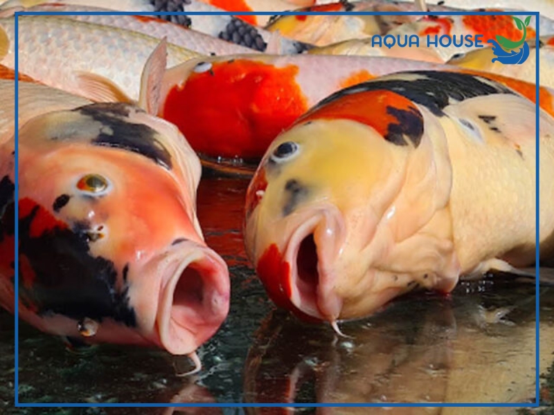 Nguyên nhân cá koi bị chết phổ biến