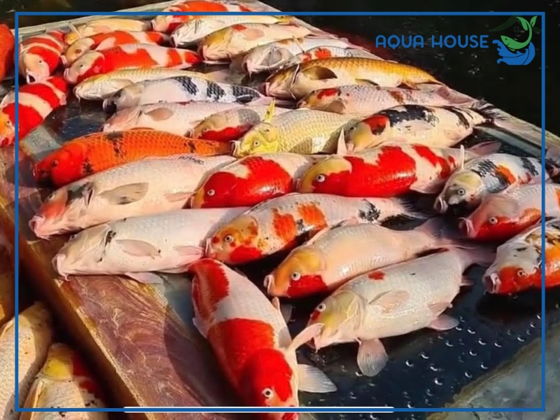 Cách phòng tránh cá koi bị chết