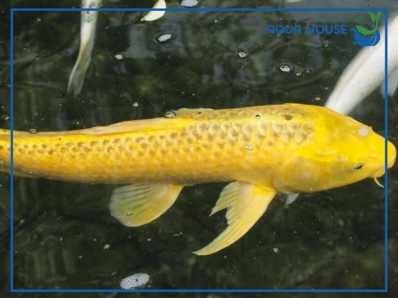 Cá Koi Bị Cong Người Và Cách Khắc Phục Đơn Giản Hiệu Quả 34 Cá koi bị cong người có chữa được không?