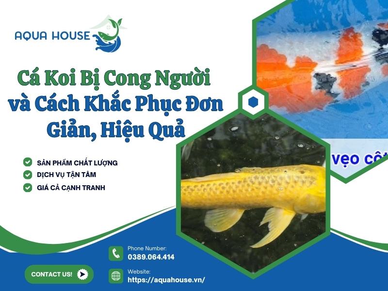 Cá koi bị cong người