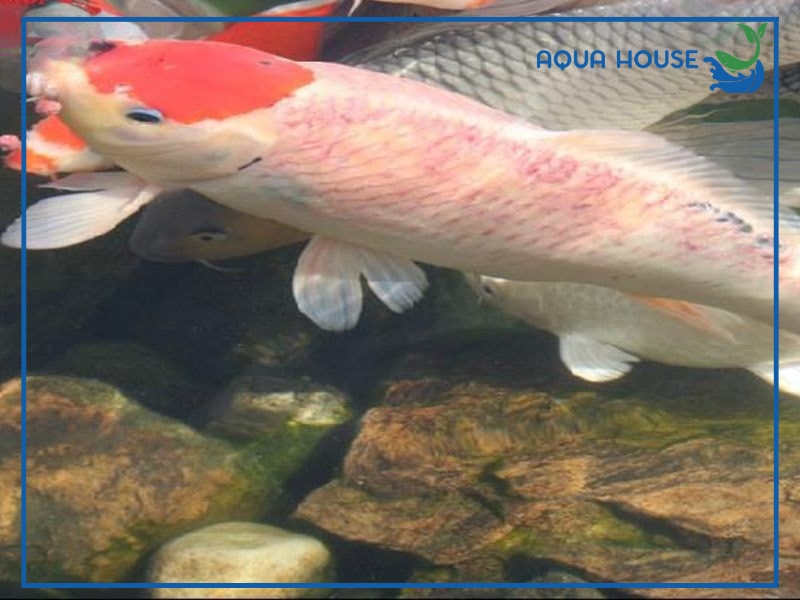 Cách phòng tránh cá koi bị đỏ vây