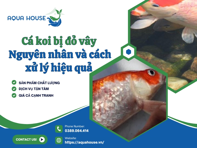 Cá Koi bị đỏ vây