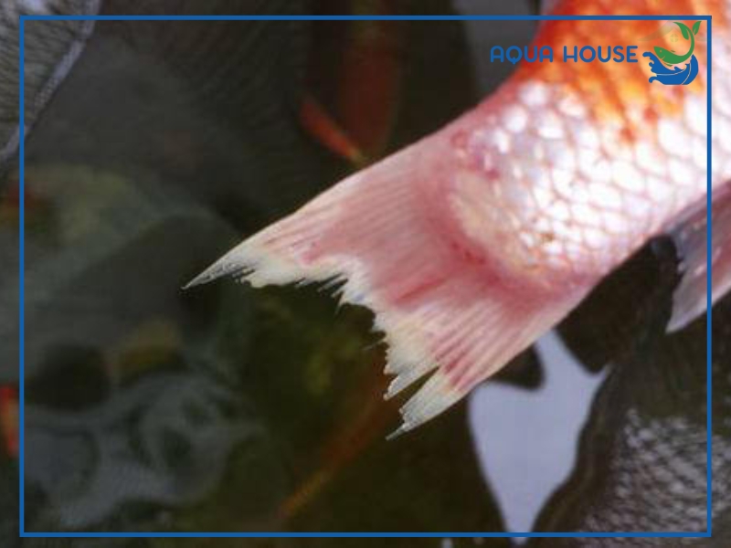 Nguyên nhân khiến cá koi bị đốm đỏ ở đuôi