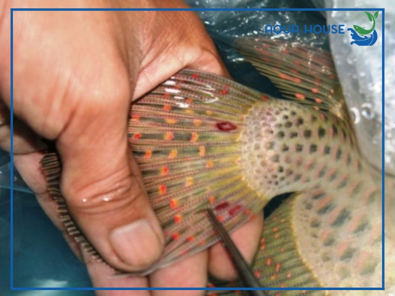 Cách điều trị cá koi bị đốm đỏ ở đuôi hiệu quả