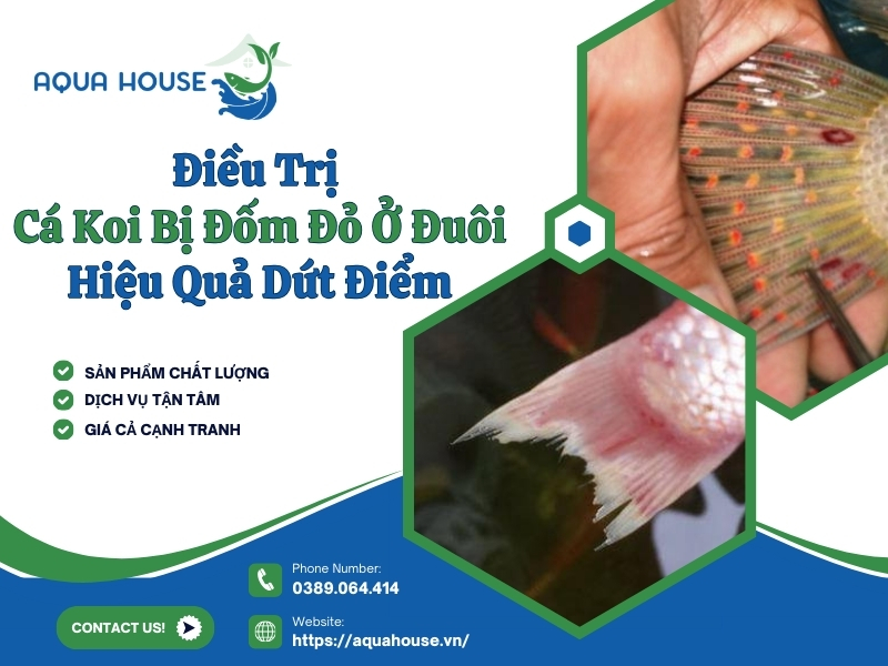 Cá koi bị đốm đỏ ở đuôi