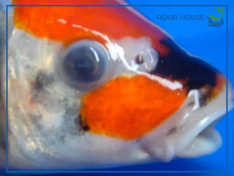 Nguyên nhân cá koi bị đục mắt