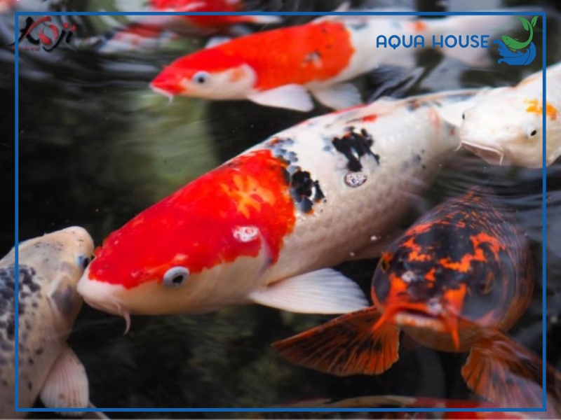 Dấu hiệu nhận biết cá koi bị đục mắt