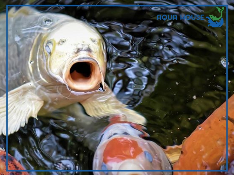 Cách điều trị cá koi bị đục mắt hiệu quả