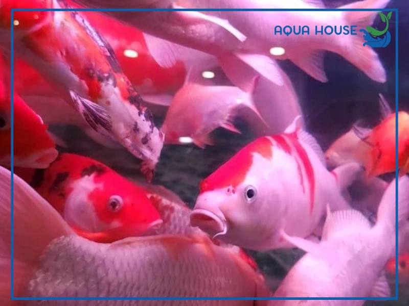 Cách Điều Trị Cá Koi Bị Ghẻ An Toàn Hiệu Quả 34 Dấu hiệu nhận biết cá koi bị ghẻ