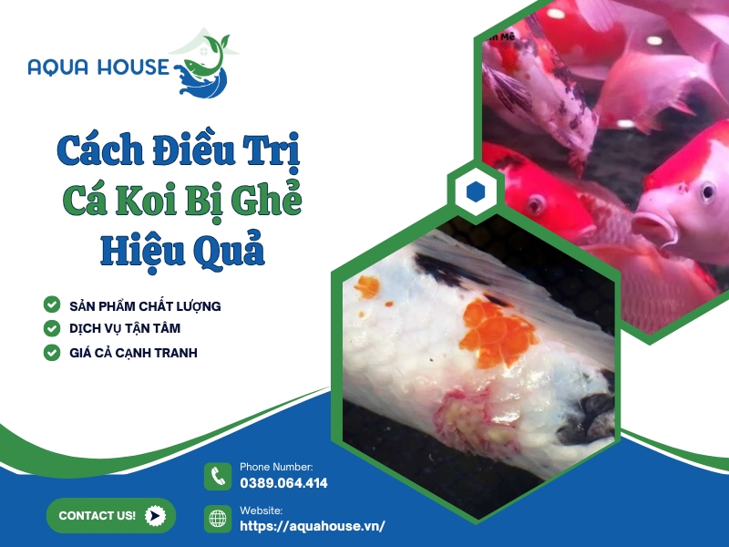 Cá koi bị ghẻ