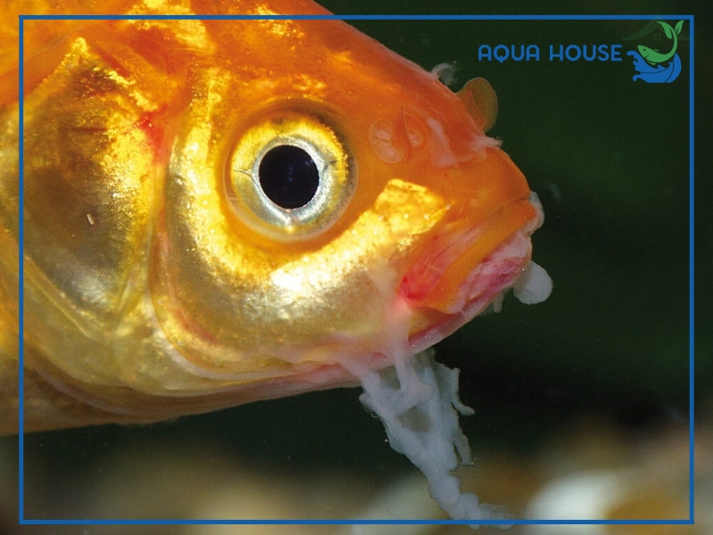 Nguyên Nhân Và Cách Điều Trị Cá Koi Bị Lở Miệng Hiệu Quả Dứt Điểm 33 Nguyên nhân khiến cá koi bị lở miệng