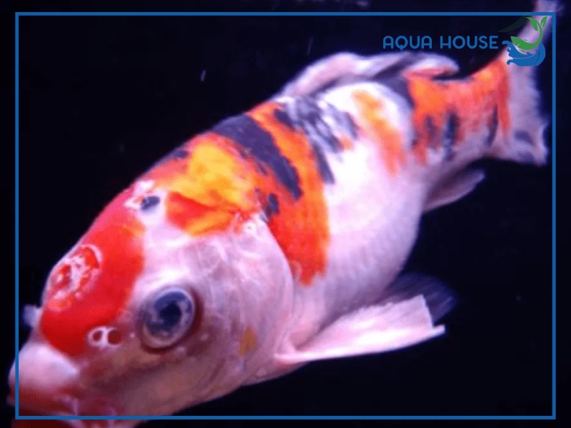 Nguyên Nhân Và Cách Điều Trị Cá Koi Bị Lở Miệng Hiệu Quả Dứt Điểm 34 Dấu hiệu nhận biết cá koi bị lở miệng