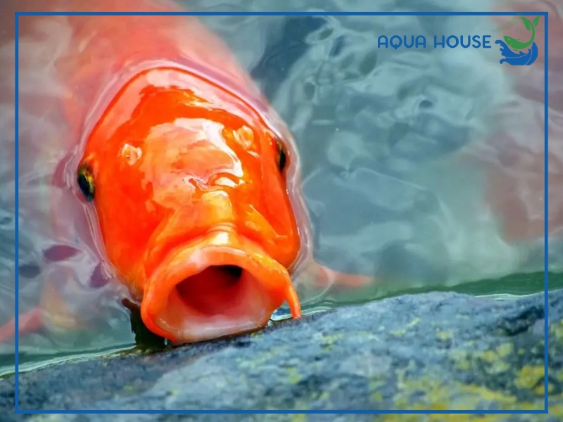 Nguyên Nhân Cá Koi Bị Mất Màu Và Cách Khắc Phục Hiệu Quả 35 Cách phòng tránh cá koi bị mất màu lâu dài