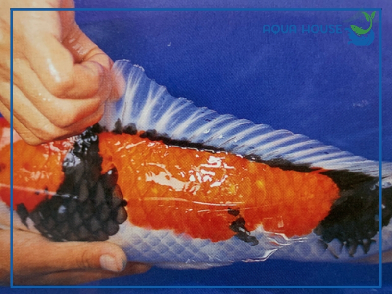 Nguyên Nhân Cá Koi Bị Mất Màu Và Cách Khắc Phục Hiệu Quả 34 Cách khắc phục tình trạng cá koi bị mất màu