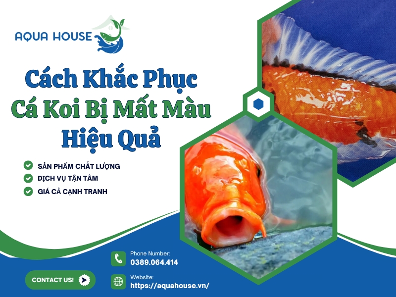 Cá koi bị mất màu