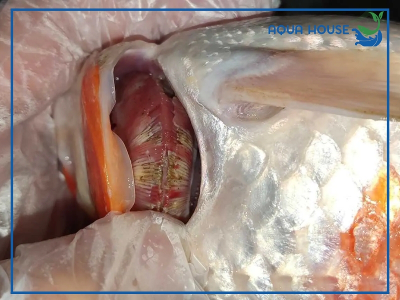 Nguyên nhân cá koi bị nấm mang