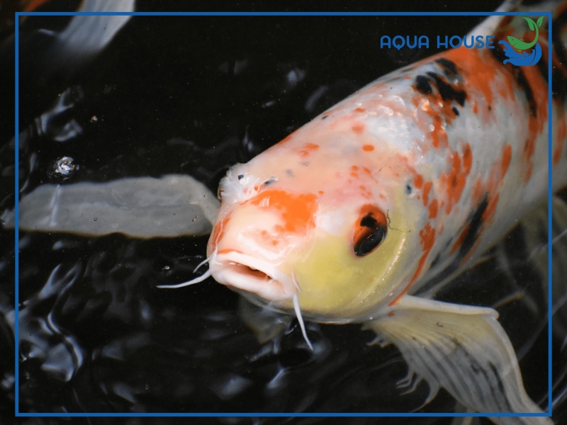 Dấu hiệu nhận biết cá koi bị nấm mang