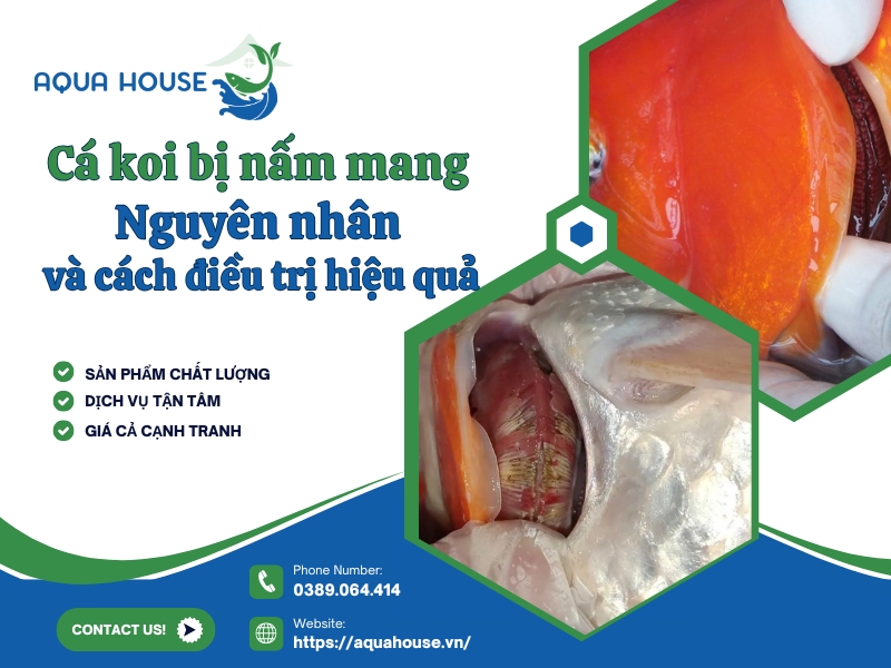 Cá Koi bị nấm mang