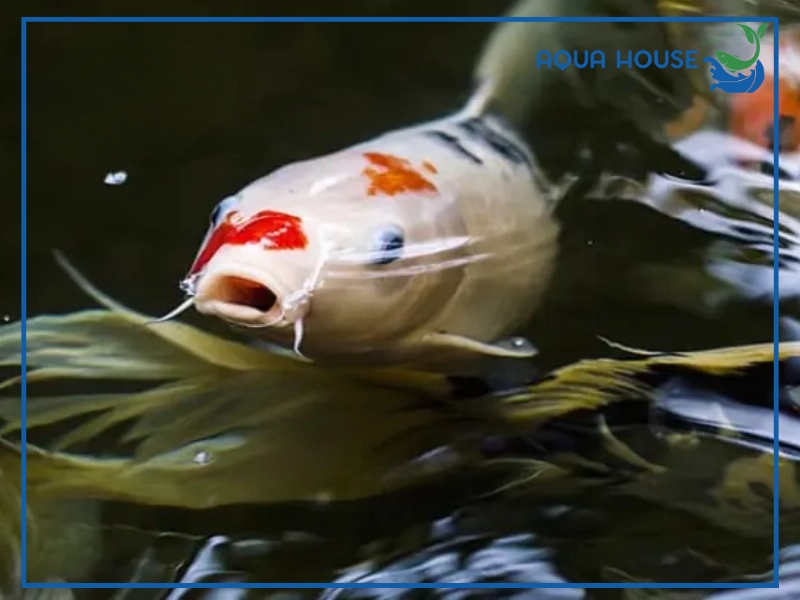 Dấu hiệu nhận biết cá koi bị nhát