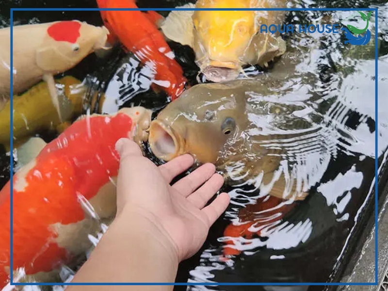 Cách khắc phục cá koi bị nhát hiệu quả