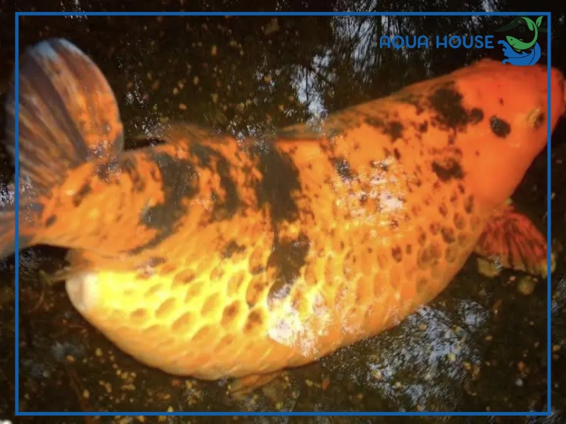 Nguyên nhân khiến cá koi bị phình bụng