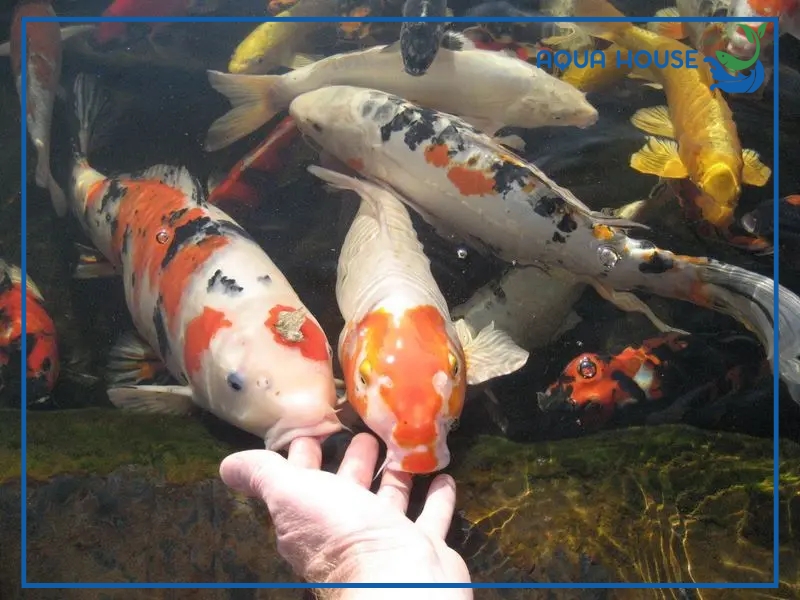 Cách phòng tránh cá koi bị phình bụng