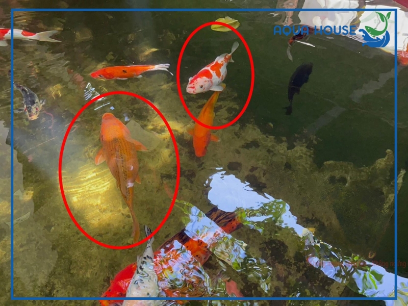 Cách điều trị cá koi bị phình bụng hiệu quả