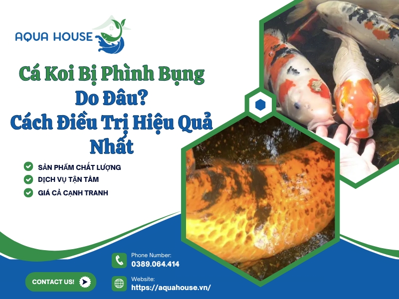 Cá koi bị phình bụng